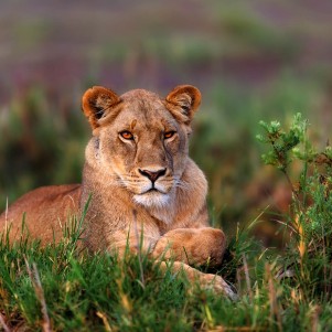 Twee daagse safari naar Tarangire en Ngorongoro