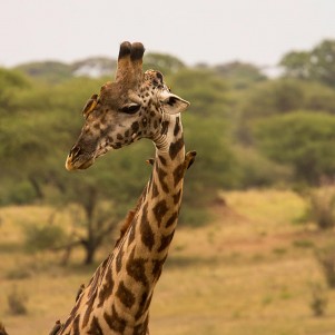 One Day Safari to Tarangire National Park
