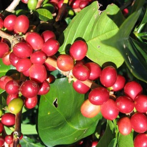 Kafa Biosphere Reserve