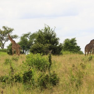 Gambela National Park