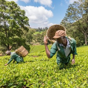 One Day at Kiambethu Tea Farm, Limuru - Trip from Nairobi