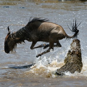 Drie Daagse Maasai Mara Grote Migratie Safari