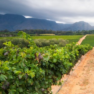 One Day Cape Winelands Tour