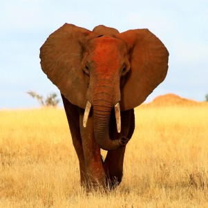 Safari from Mombasa - One Day Trip to Tsavo East