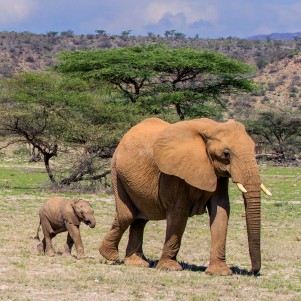 Safari from Mombasa - One Day in Mwaluganje Elephant Sanctuary