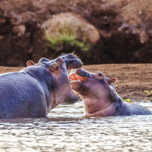 Amboseli and Tsavo West National Parks - Three-day safari from Nairobi