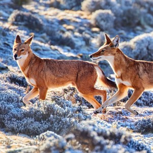 Bale Mountains National Park