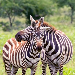 Nechisar National Park