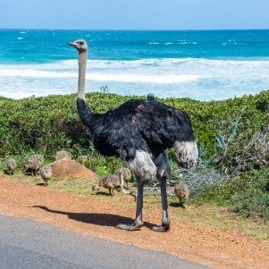 Half Day Cape Peninsula Tour