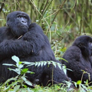 Ten Day Gorillas and Big Five Safari