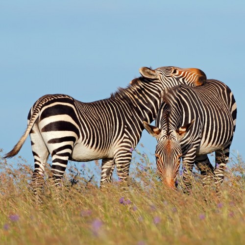 Mountain Zebra National Park