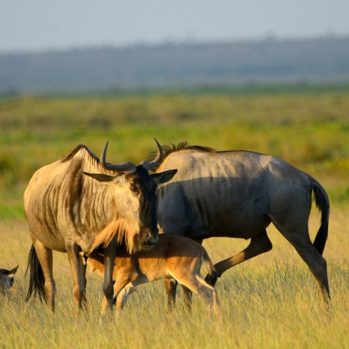 Amboseli National Park