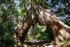 Giant fig tree arch in Arusha National Park