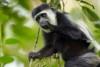 Colobus, Arusha National Park