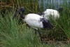 African sacred ibis, Arusha National Park