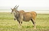 Kudu in Serengeti National Park