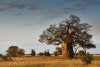 Tarangire National Park