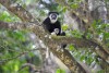 Colobus, Arusha National Park