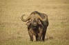 Ngorongoro Crater