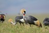Ngorongoro National Park