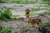 Queen Elizabeth National Park