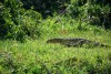 Queen Elizabeth National Park