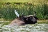 Queen Elizabeth National Park