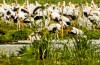 Lake Manyara