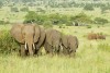 Tarangire National Park