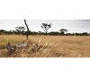 Singita Explore Mobile Tented Camp