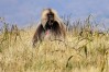 Gelada Baboons