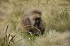 Gelada Baboons