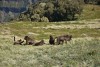 Gelada Baboons