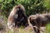 Gelada Baboons