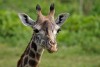 Giraffe close-up, Arusha National Park
