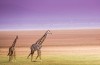 Lake Manyara National Park