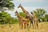Tarangire National Park