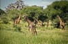 Tarangire National Park