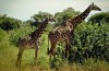 Tarangire National Park