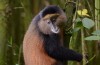 Golden Monkey