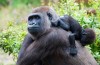 Gorillas Trekking
