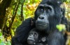 Rwanda Gorillas