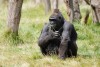 Gorilla trekking in Rwanda