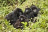 Gorilla Trekking