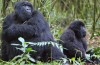 Rwanda Gorillas