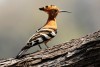Hoopoe