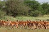 Tarangire National Park