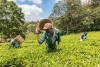 Kiambethu Tea Farm
