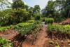 Kiambethu Tea Farm