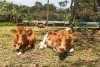 Kiambethu Tea Farm